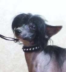 Rugen Miko Dark Mysterious Prince Rugen Miko Dark Mysterious Prince