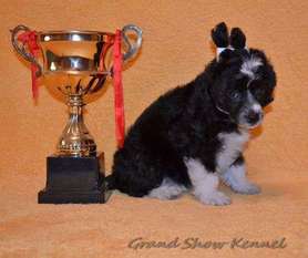 Grand Show I Am Dejavu Bambo Bear Grand Show I Am Dejavu Bambo Bear