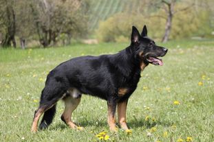 Ahron vom Federsee Ahron vom Federsee