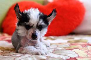 Little Black Beauty Adilia Little Black Beauty Adilia