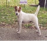 Devos Wood's Macho