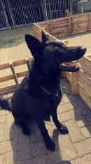 Juliett vom Merchweilerland Juliett vom Merchweilerland