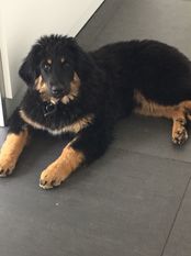 Olivia vom Schondratal Olivia vom Schondratal