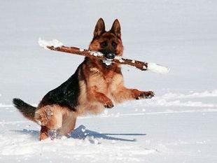 Nala von Nummer-Eins Nala von Nummer-Eins