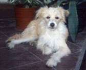 Sasquehanna Selim