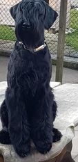Pepsi von der schwarzen Rasselbande Pepsi von der schwarzen Rasselbande