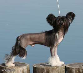 Olegro Katrin La-manche Dogland Happy Olegro Katrin La-manche Dogland Happy