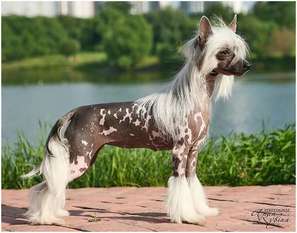 Dogland Happy Olympic Star Dogland Happy Olympic Star