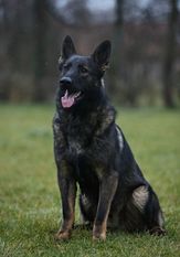 Chachar European K9 training base Chachar European K9 training base
