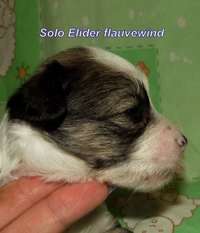 Solo Elider Flauvewind Solo Elider Flauvewind