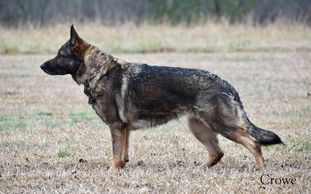 Sable von der Haus-Burrell Sable von der Haus-Burrell