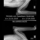 Mischelle_vom_Speedteam_Bodensee_Large Skeletal 25-45 kg -Elbow LAT-30. 4. 2020-11_05_05-69.JPEG