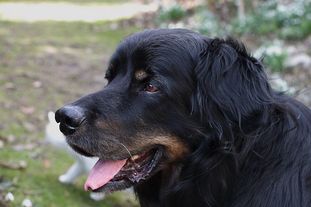 Baldo vom Schondratal Baldo vom Schondratal