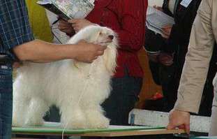 Kranar Wonderful Stefany Kranar Wonderful Stefany