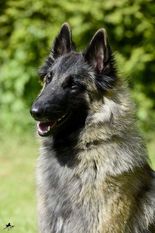 Time of wolves Baily Time of wolves Baily