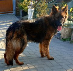 Kalistro Graf vom Wolf's Canyon Kalistro Graf vom Wolf's Canyon