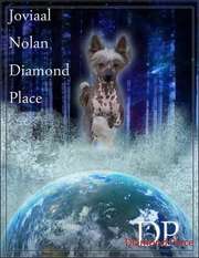 Joviaal Nolan Diamond Place Joviaal Nolan Diamond Place