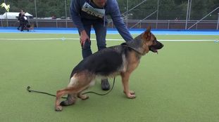 Hadina vom Lärchenhain Hadina vom Lärchenhain