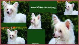 Snow White V't Lisserhoekje Snow White V't Lisserhoekje