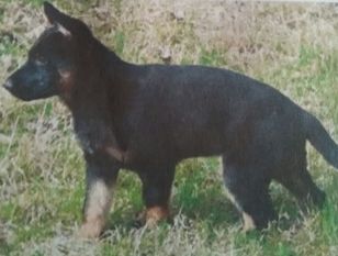 Hanni vom Stahlfang Hanni vom Stahlfang