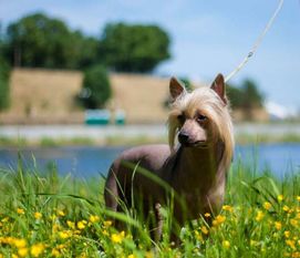 Sasquehanna Wisienek Sasquehanna Wisienek