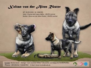 Xoltan von der alten Rüster Xoltan von der alten Rüster