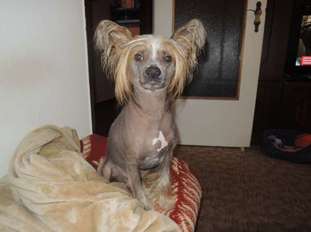 Gizmo Z PulnocnÃho Dvora Gizmo Z PulnocnÃho Dvora