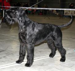 Patriot-Porthos aus den Welzer Alpen Patriot-Porthos aus den Welzer Alpen