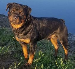 Lakeviews Legend von Bodacious Lakeviews Legend von Bodacious