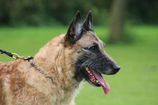 Shepherds Dogmate Aston Martin Shepherds Dogmate Aston Martin
