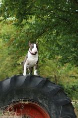 Angus-Son Of New Chapter Angus-Son Of New Chapter