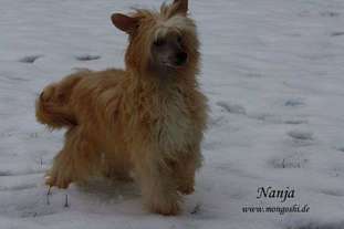 Mongoshi Nanija Mongoshi Nanija