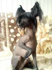 Affi Cherny Jemchug Affi Cherny Jemchug