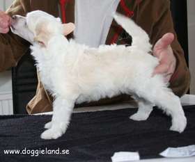 Doggielands Dogs Palma Doggielands Dogs Palma