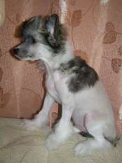 Leon Fleur De Lis Aleksis Leon Fleur De Lis Aleksis