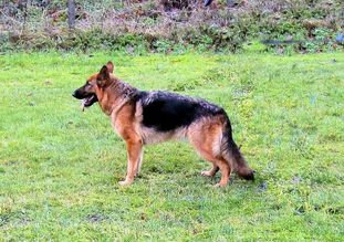 Nora vom Kattenhunder See Nora vom Kattenhunder See