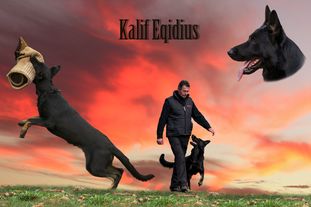 Kalif Eqidius Kalif Eqidius