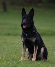 Sira von der Donauvorstadt Sira von der Donauvorstadt