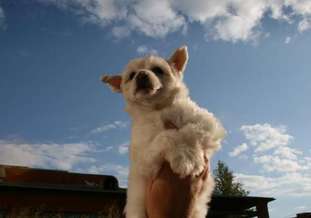 Sky Miracle Isey Sky Miracle Isey