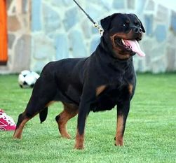 Fenja de la Berlanga Fenja de la Berlanga