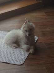 Bella Konstanta Fletcher Bella Konstanta Fletcher