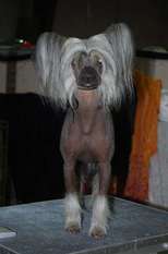 Equiss Monkey Business Cgn Equiss Monkey Business Cgn