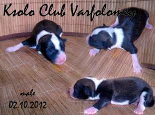 Ksolo Club Varfolomey Ksolo Club Varfolomey