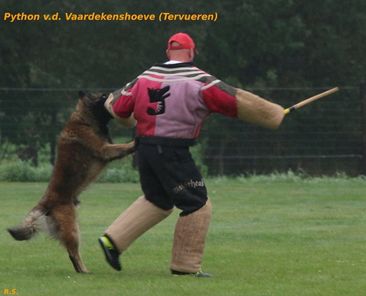 Python van de Vaardekenshoeve Python van de Vaardekenshoeve