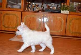Fantasia Moy Zhenshen Fantasia Moy Zhenshen