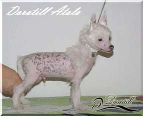 Doratill Atala Doratill Atala