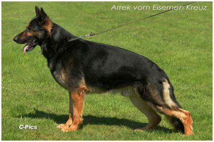 Arrek vom Eisernen Kreuz