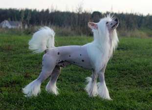Lorita Star Veshchiy Son Lorita Star Veshchiy Son