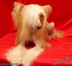 Zippo The Golden Lyon De Fageiro Zippo The Golden Lyon De Fageiro