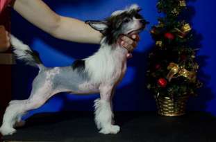 Anna Sky Kennel Cherruti Super Girl Anna Sky Kennel Cherruti Super Girl